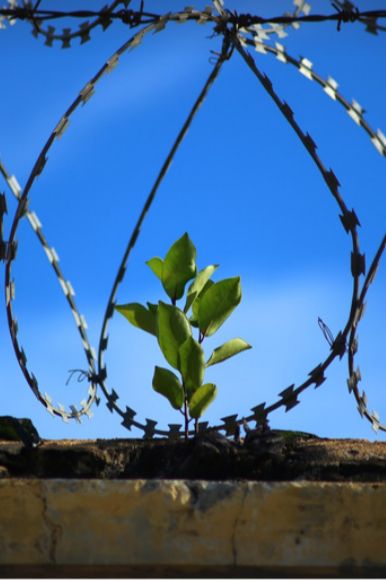 increasing empathic capacity in prison